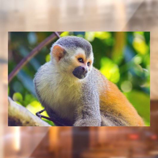 Doodshoofdaapjes in Manuel Antonio NP - Costa Rica Raamsticker (Vel 2)