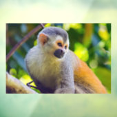 Doodshoofdaapjes in Manuel Antonio NP - Costa Rica Raamsticker (Vel 3)