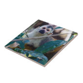 Doodshoofdaapjes in Manuel Antonio NP - Costa Rica Tegeltje (Zijkant)