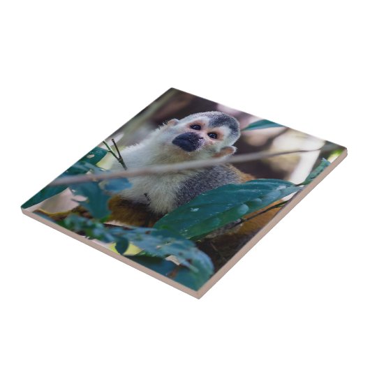 Doodshoofdaapjes in Manuel Antonio NP - Costa Rica Tegeltje (Zijkant)