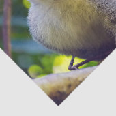 Doodshoofdaapjes in Manuel Antonio NP - Costa Rica Tissuepapier (Detail)