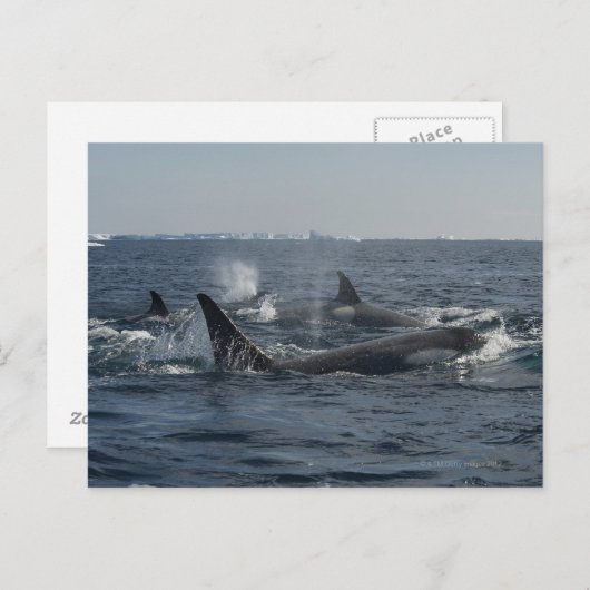 doodwalvis briefkaart (Voorkant / Achterkant)