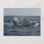 doodwalvis briefkaart (Voorkant)