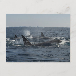 doodwalvis briefkaart