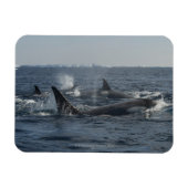 doodwalvis magneet (Horizontaal)