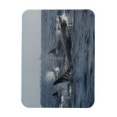 doodwalvis magneet (Verticaal)