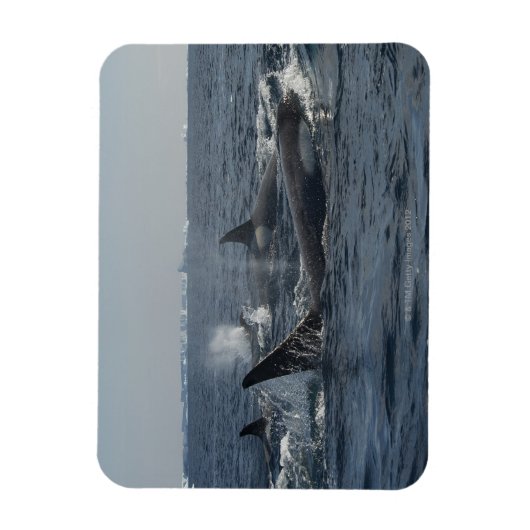 doodwalvis magneet (Verticaal)