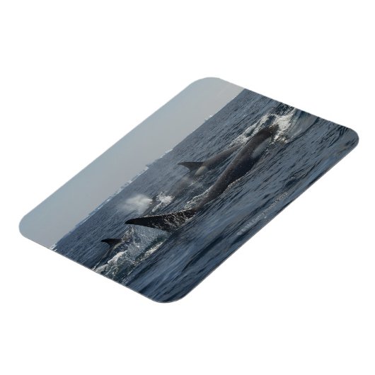 doodwalvis magneet (Linkerzijde)