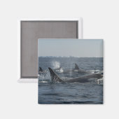 doodwalvis magneet (Voorkant / Achterkant)