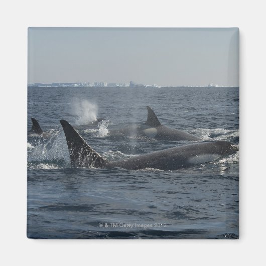 doodwalvis magneet (Voorkant)