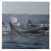 doodwalvis tegeltje (Voorkant)