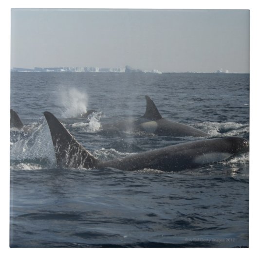 doodwalvis tegeltje (Voorkant)