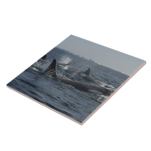 doodwalvis tegeltje (Zijkant)