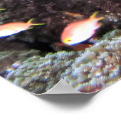 Doofy Turtle Poster (Hoek)