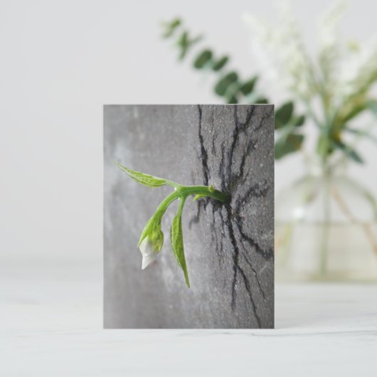 Door beton briefkaart (Staand voorkant)