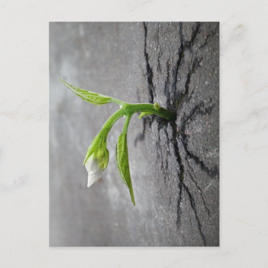 Door beton briefkaart (Voorkant)