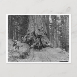 Door de grote boom wawona briefkaart