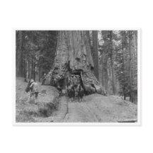 Door de grote boom wawona