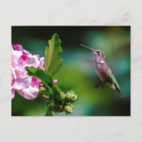 Door de huid geworpen Hummingbird - Originele Foto