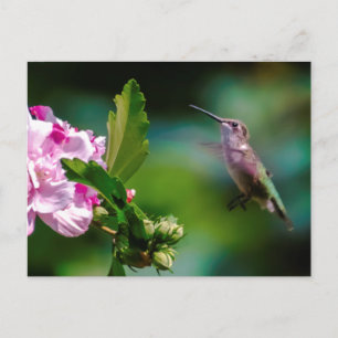 Door de huid geworpen Hummingbird - Originele Foto Briefkaart