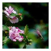 Door de huid geworpen Hummingbird - Originele Foto