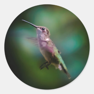 Door de huid geworpen Hummingbird - Originele Foto Ronde Sticker