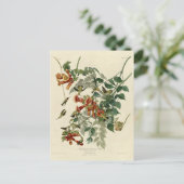 Door de lucht aangedreven vogelgriep, Audubon Bird Briefkaart (Staand voorkant)