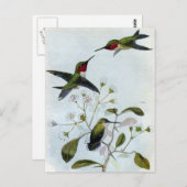 Door de lucht gedreven Hummingvogels Briefkaart (Voorkant / Achterkant)