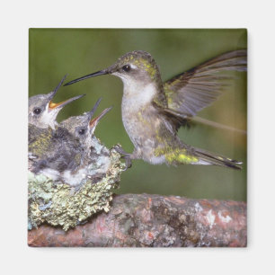 Door de lucht geworpen Hummingbird (vrouw) met jon Magneet