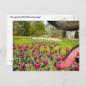 Door de mond van de hond? briefkaart (Voorkant / Achterkant)