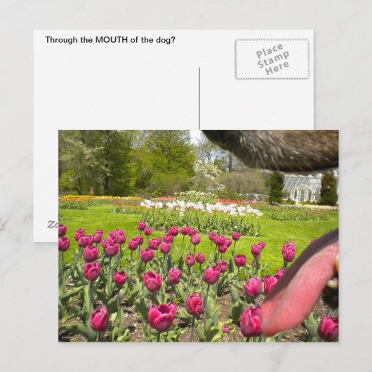 Door de mond van de hond? briefkaart (Voorkant / Achterkant)