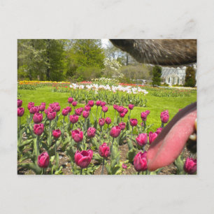 Door de mond van de hond? briefkaart