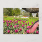 Door de mond van de hond? briefkaart (Voorkant)