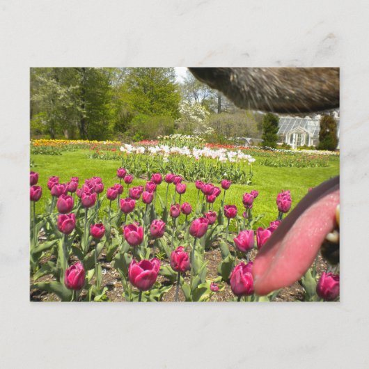 Door de mond van de hond? briefkaart (Voorkant)