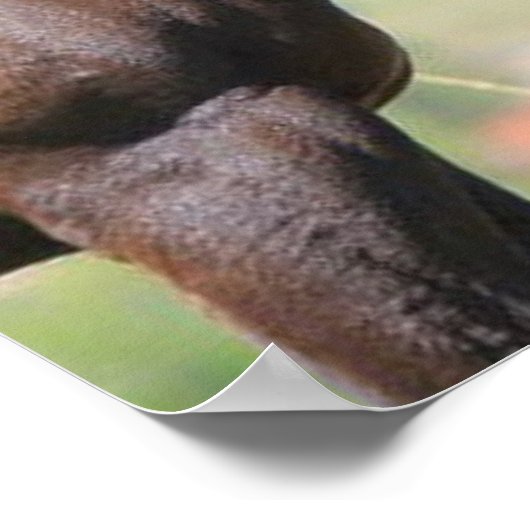 Door de ogen van een paard poster (Hoek)