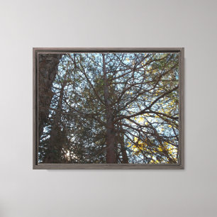Door de takken omhoog canvas afdruk