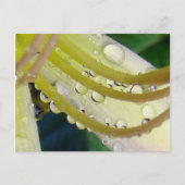 Door het kijkglas briefkaart (Voorkant)