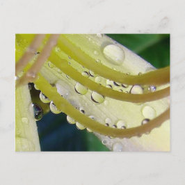 Door het kijkglas briefkaart