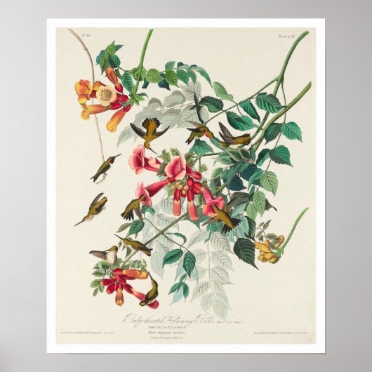 Door het Poster van Audubon aangedreven luchtvogel (Voorkant)