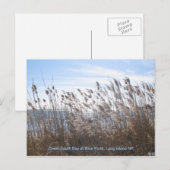 Door het riet. briefkaart (Voorkant / Achterkant)
