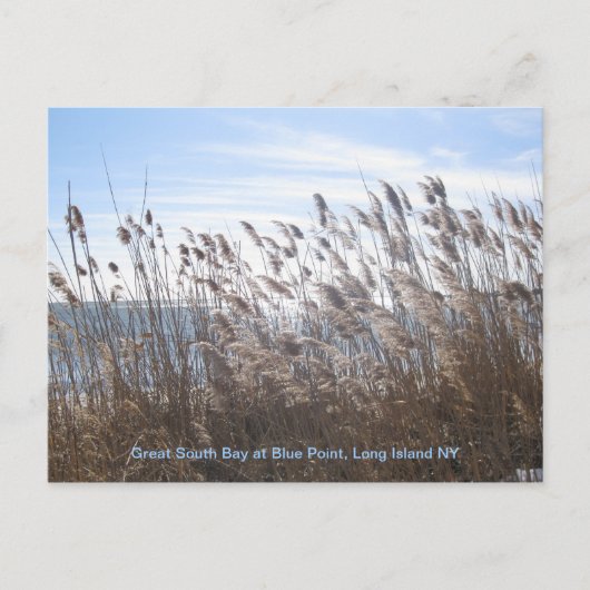 Door het riet. briefkaart (Voorkant)