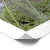 Door het water, Santa Barbara (poster) Poster (Hoek)