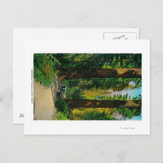 Door reuzenbos, sequoia's briefkaart (Voorkant / Achterkant)