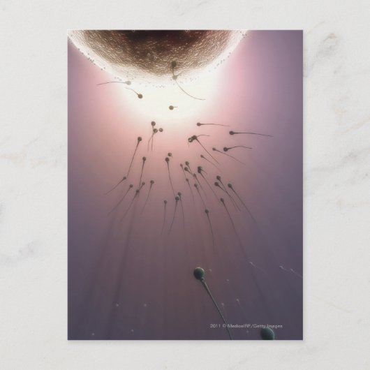 Door sperma bevruchte eieren briefkaart (Voorkant)