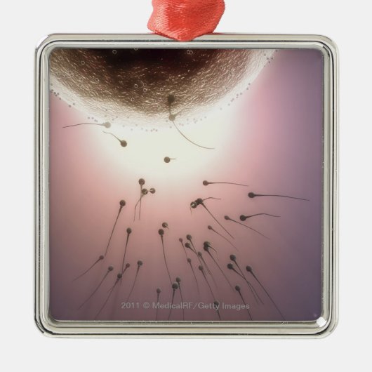 Door sperma bevruchte eieren metalen ornament (Voorkant)