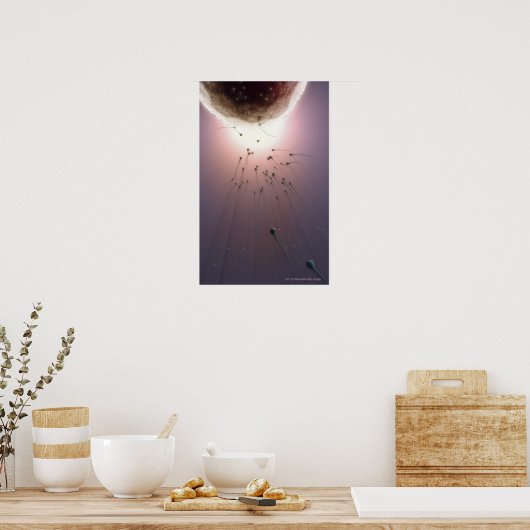 Door sperma bevruchte eieren poster (Keuken)