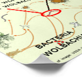 Door wolbachia geïnfecteerde muggenrisico's van Ro Poster (Hoek)