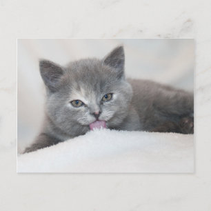 Doorbraaktong Horizontaal Briefkaart kat uit
