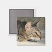 Doordacht Cat Magnet (Voorkant / Achterkant)