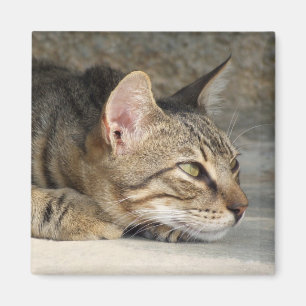 Doordacht Cat Magnet